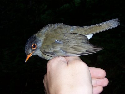 Black-headed Nightingale Trush - Catharus mexicanus