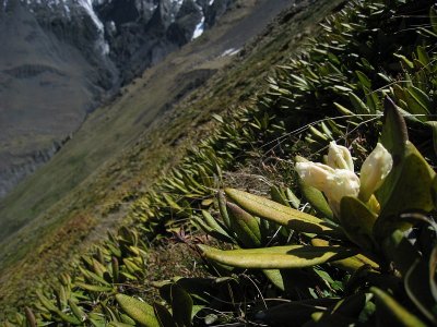 Rhodondendron scrub on the slopes of Mount Kuro