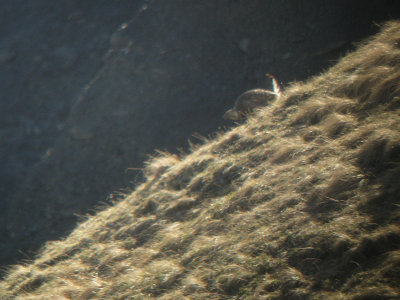 Caucasian Snowcock - Tetraogallus caucasicus, Kazbegi