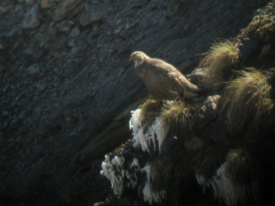 Caucasian Snowcock - Tetraogallus caucasicus,  Kazbegi