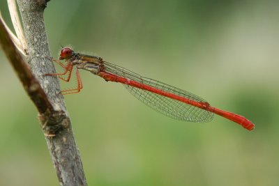 Small Red Damsel - Ceriagrion tenellum - Koraaljuffer