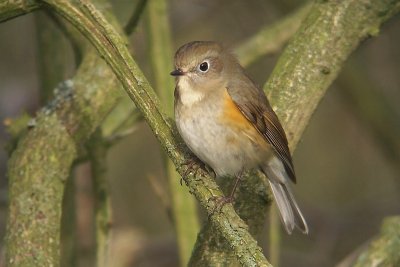 Red-flanked Bluetail - Tarsiger cyaneus
