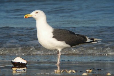 Great Black-backed Gull - Larus marinus - Grote Mantelmeeuw