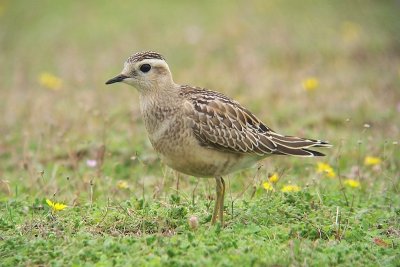 Eurasian Dotterel - Charadrius morinellus