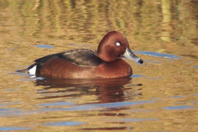 Ferruginous Pochard - Aythya ferrina - Witoogeend