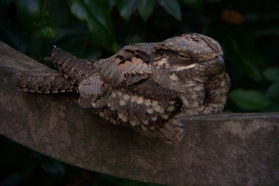 European Nightjar - Caprimulgus europaeus - Nachtzwaluw