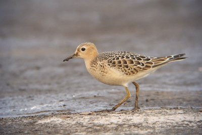 Buff-breasted Sandpiper - Tryngites subruficollis