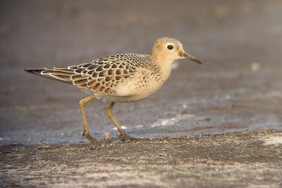 Buff-breasted Sandpiper - Tryngites subruficollis