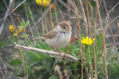 Booted Warbler - Acrocephalus caligatus