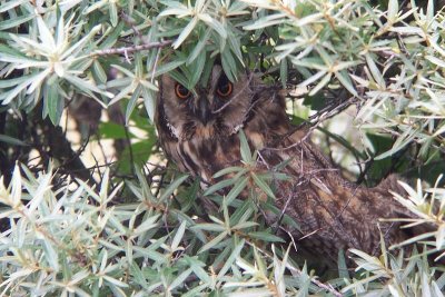 Long-eared Owl - Asio otus