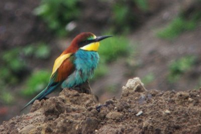 European Bee-eater - Merops apiaster - Bijeneter