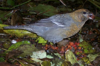 Pine Grosbeak - Pinicola enucleator