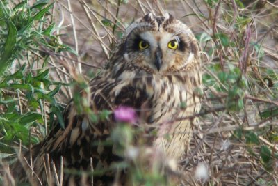 Short-eared Owl - Asio flammeus