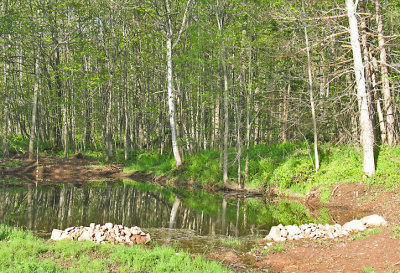 Pond in spring