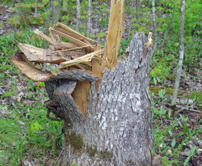 Ash Blowdown