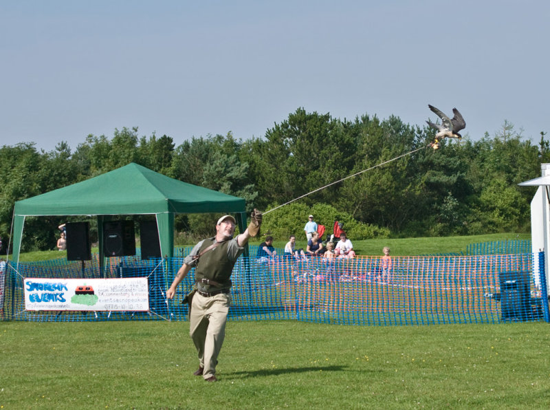 Peregrin-Lanner-cross-falcon.jpg