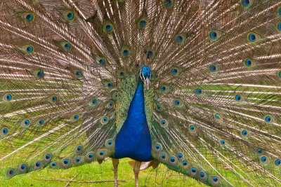 Peacock-Display.jpg