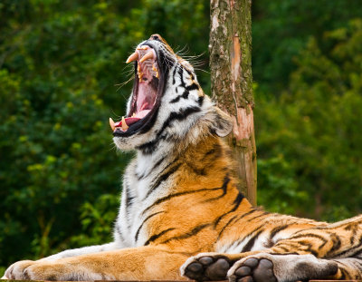 Amur (Siberian) Tiger yawning