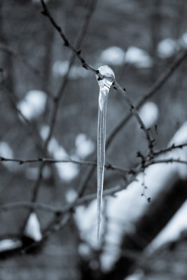 Icicle