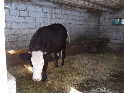 Romanian Dairy Barn