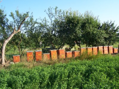 Self-help Bee Project, Romania