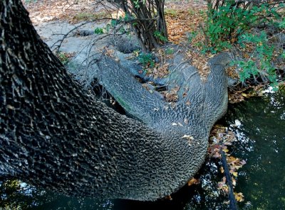 Tree trunk at Botanical Gardens.