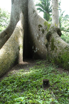 An anthill at the foot of a Ceiba tree.