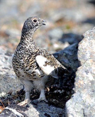 Mount Dickason Ptarmigan-.jpg