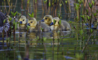 Canada Geese chicks on local lake.