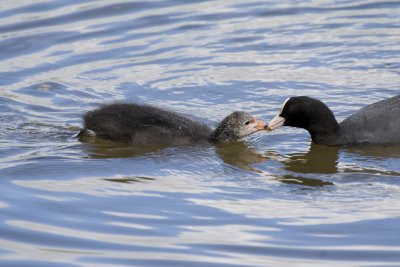 Baby Coot being fed.