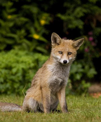 Fox cub in garden