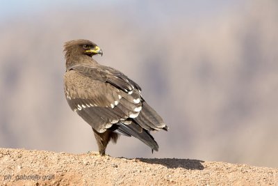 Lesser Spotted Eagle  (Aquila pomarina)