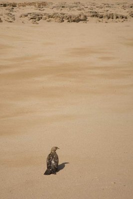 Honey Buzzard (Pernis apivorus)