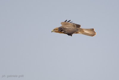 Steppe Buzzard (Buteo buteo vulpinus)