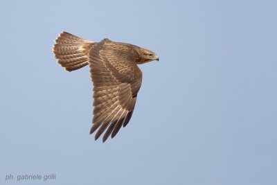 Steppe Buzzard (Buteo buteo vulpinus)