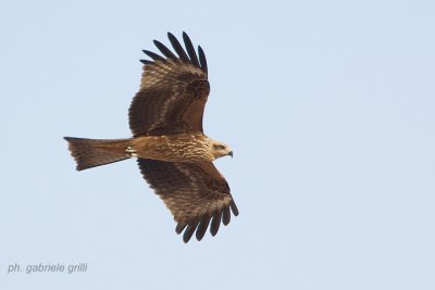 Black Kite (Milvus migrans)