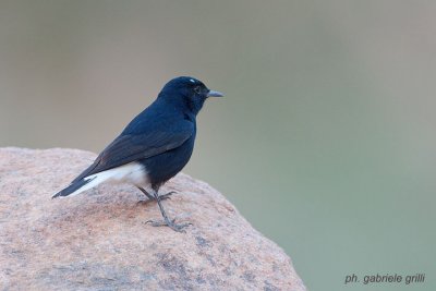 White-Crowned Wheatear (Oenanthe leucopyga)