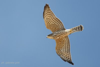 Levant Sparrowhawk (Accipiter brevipes)