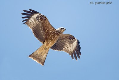 Black Kite (Milvus migrans)
