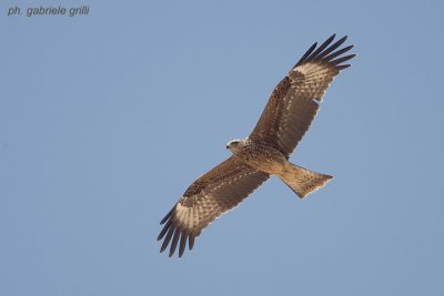 Black Kite (Milvus migrans)