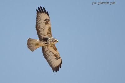 Steppe Buzzard (Buteo buteo vulpinus)
