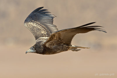 Egyptian Vulture ( Neophron percnopterus )