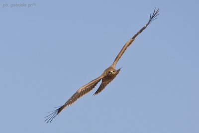 Steppe Eagle ( Aquila nipalensis )