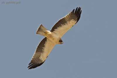 Booted Eagle (Aquila pennata)