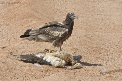 Egyptian Vulture ( Neophron percnopterus )