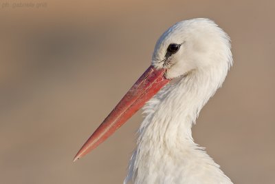 White Stork (Ciconia ciconia)