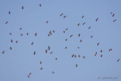 Black Stork (Ciconia nigra)