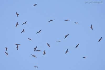 Black Kite ( Milvus migrans )