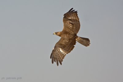 Honey Buzzard (Pernis apivorus)