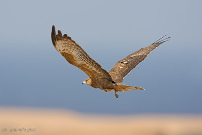 Honey Buzzard (Pernis apivorus)